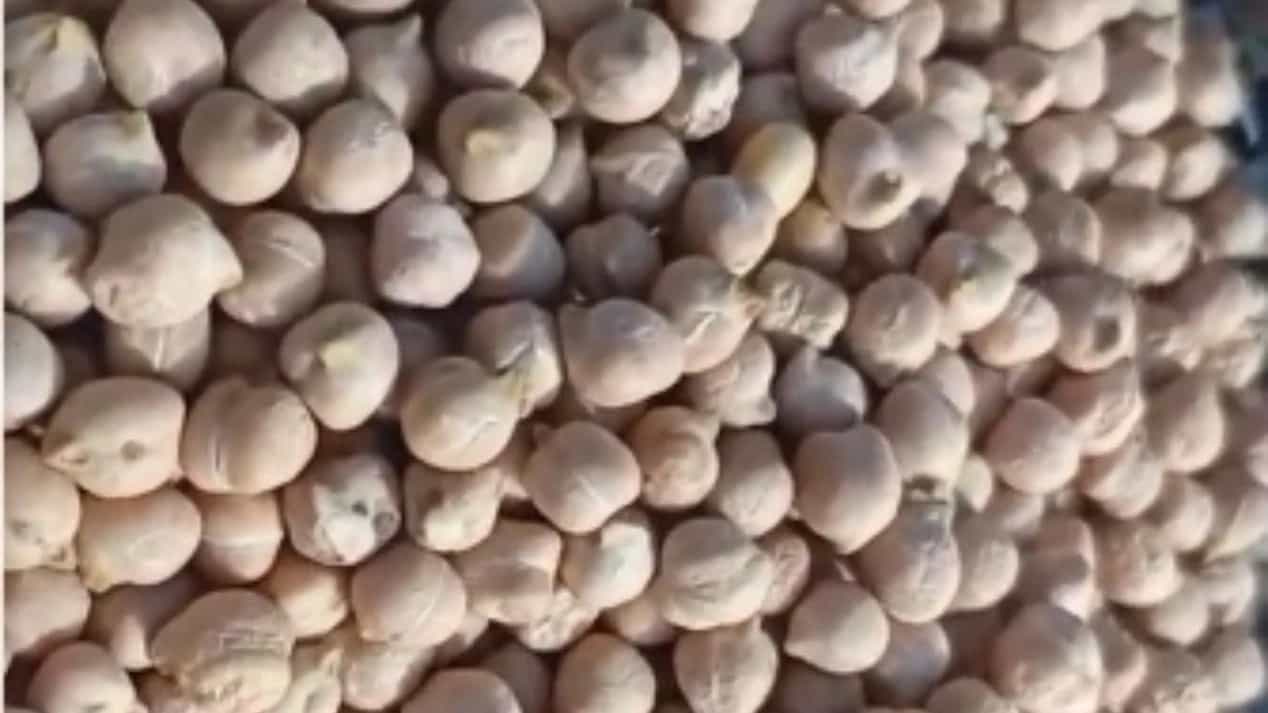 تأمین نخود فلافلی و آبگوشتی در اصفهان با ارسال فوری از همدان